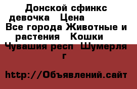 Донской сфинкс девочка › Цена ­ 15 000 - Все города Животные и растения » Кошки   . Чувашия респ.,Шумерля г.